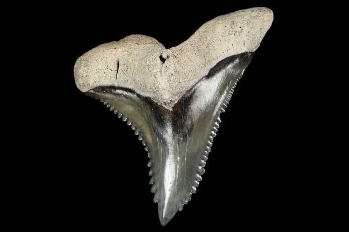 Fossil Shark Tooth (Hemipristis) - Bone Valley, Florida #113849
